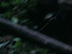 -海南热带野生动植物园