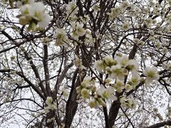 -桃花堤公园