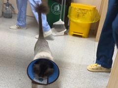 -谐和贝康宠物医院24小时·宠保定点(急重症转诊中心)