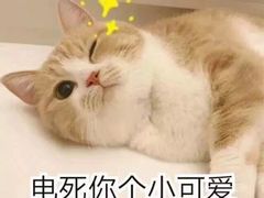 -猫色咖啡·猫咖