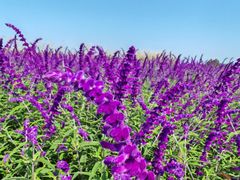 -汉长安城未央宫国家考古遗址公园