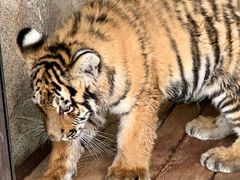 -大连森林动物园