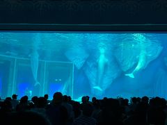 -上海海昌海洋公园-冰山北极馆