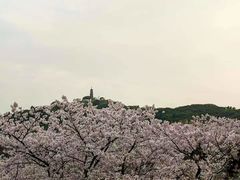-苏州上方山国家森林公园