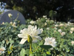 -人民公园(罗湖区)
