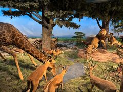 -国家自然博物馆