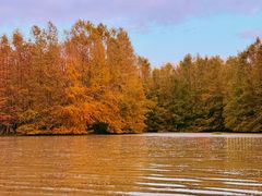 -上海海湾国家森林公园