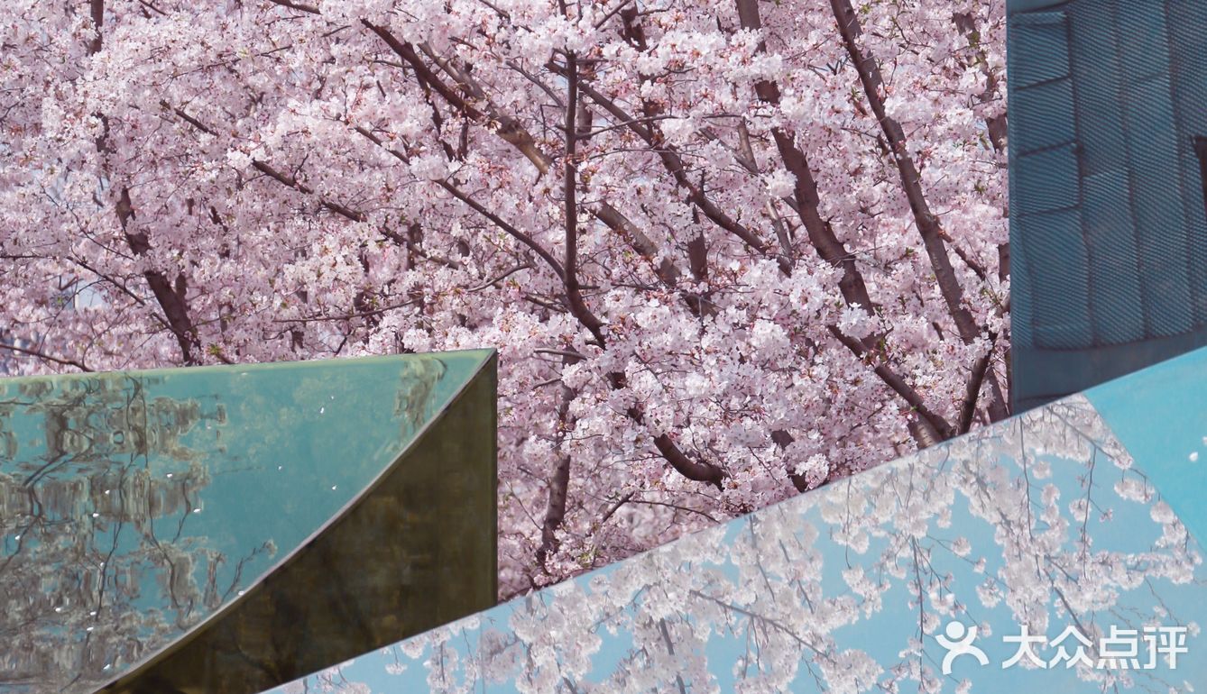 魔都樱花季🌸秒速五厘米的浪漫！
