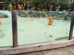 -广州长隆飞鸟乐园