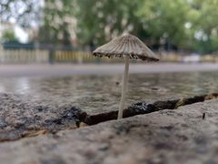 -富华游乐园