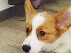 -浣熊柯尔鸭土拨鼠·电玩咖