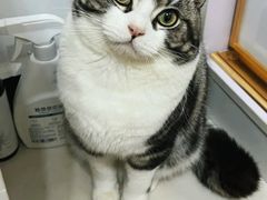 -山宅一喵德文卷毛猫舍