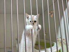 -猫爪屋猫咖(乐汇城店)