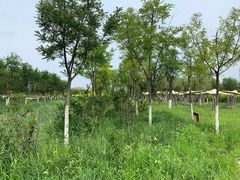 -天津东丽湖风景区