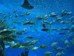 -珠海长隆海洋王国