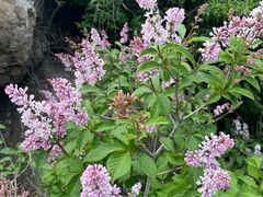 -白草畔自然风景区