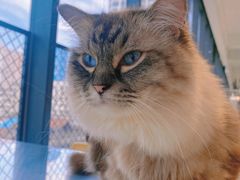 -怪兽屋·羊驼·猫咖·狗咖(俊华广场店)