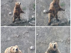 -新疆天山野生动物园