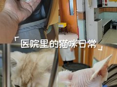 -宠福鑫动物医院(城北分院)