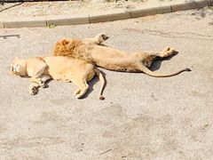 -大连森林动物园