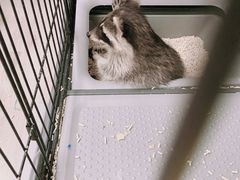 -浣熊柯尔鸭土拨鼠·电玩咖