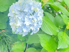 -合肥滨湖国家森林公园