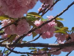 -高东镇樱花园