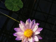 -国家植物园