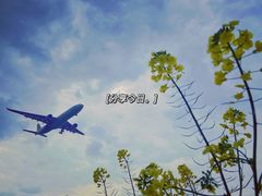 -空港花田景区