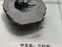 -天津自然博物馆