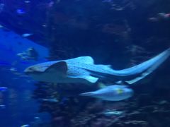 -迪拜帆船酒店海底餐厅