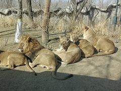 -北京野生动物园