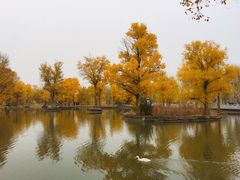 -金塔沙漠胡杨林景区