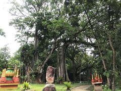 -瑞丽独树成林风景区