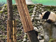 -中国大熊猫保护研究中心雅安碧峰峡基地