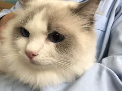 -爱贝特动物医院·猫口炎专科