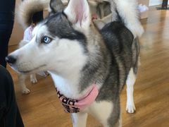 -Husky Go! 哈士奇体验馆·宠物咖啡厅狗咖