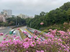 -深圳仙湖植物园