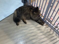 -藏猫猫咖啡主题馆(中央大道店)