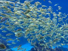 -海合安成都极地海洋公园