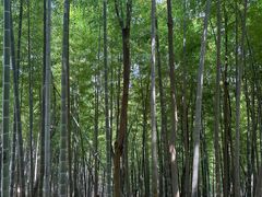 -上海佘山国家森林公园天马山园