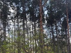-黑龙江省森林植物园