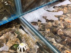 -港畔赶海蒸汽海鲜烧烤自助(仙螺岛店)