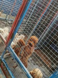 -萌宠亲子动物乐园(槐房万达店)