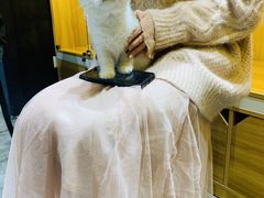 -欣宠猫屋·矮脚拿破仑·蓝金金渐层