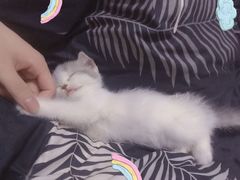 -喵百万·布偶·蓝金金渐层英短·猫舍(百子湾店)