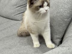 -宠爱国际动物医院·消化内科·心肾内科·ISFM猫友好(望京店)