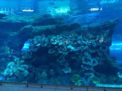-迪拜水族馆及水下动物园