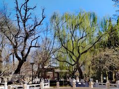 -桃花堤公园