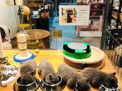 -小尾巴宠物店(万科·金域华庭店)